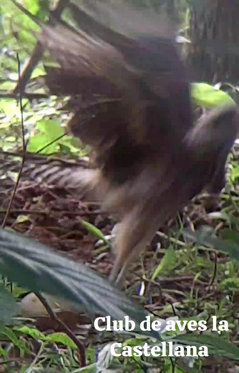 Yellow-headed Caracara - ML659483529