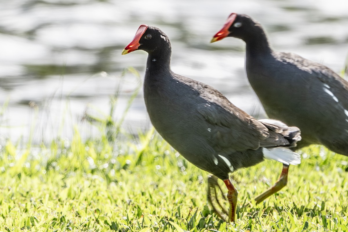 Common Gallinule (Hawaiian) - ML659483735
