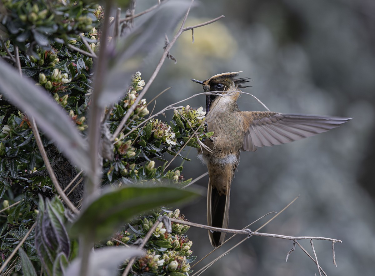 Buffy Helmetcrest - ML659483761