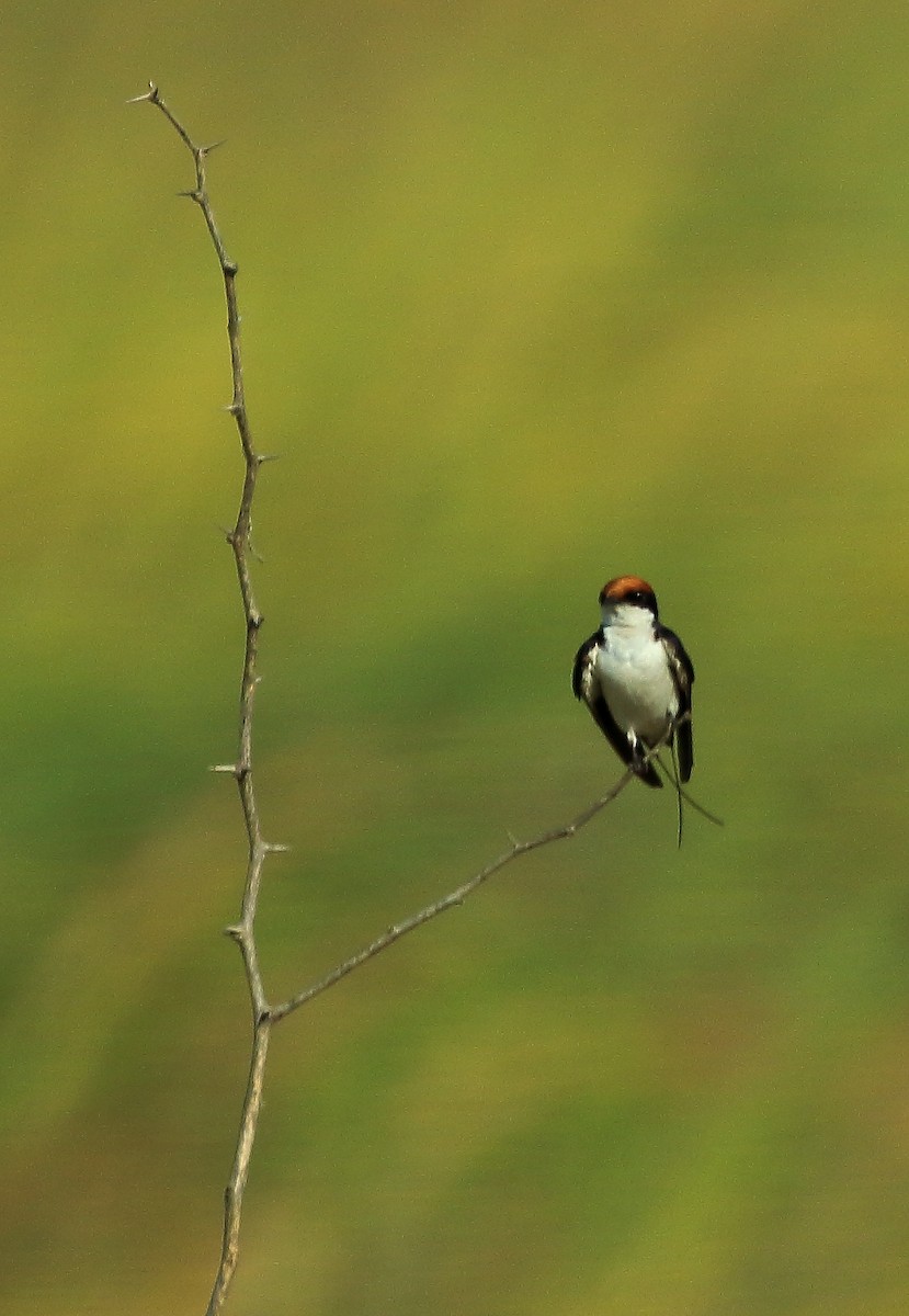 Wire-tailed Swallow - ML65948431