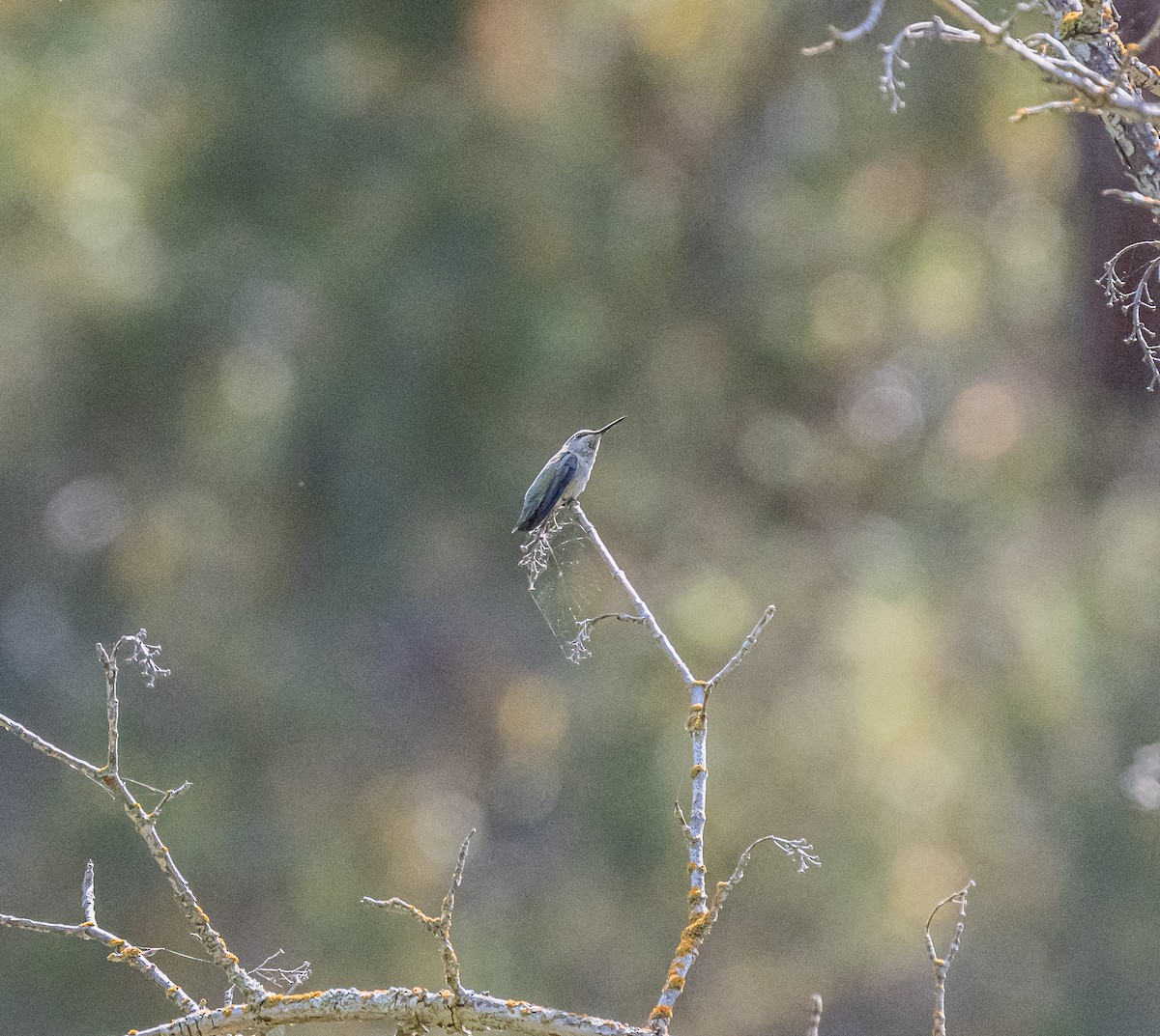 Anna's Hummingbird - ML659484484