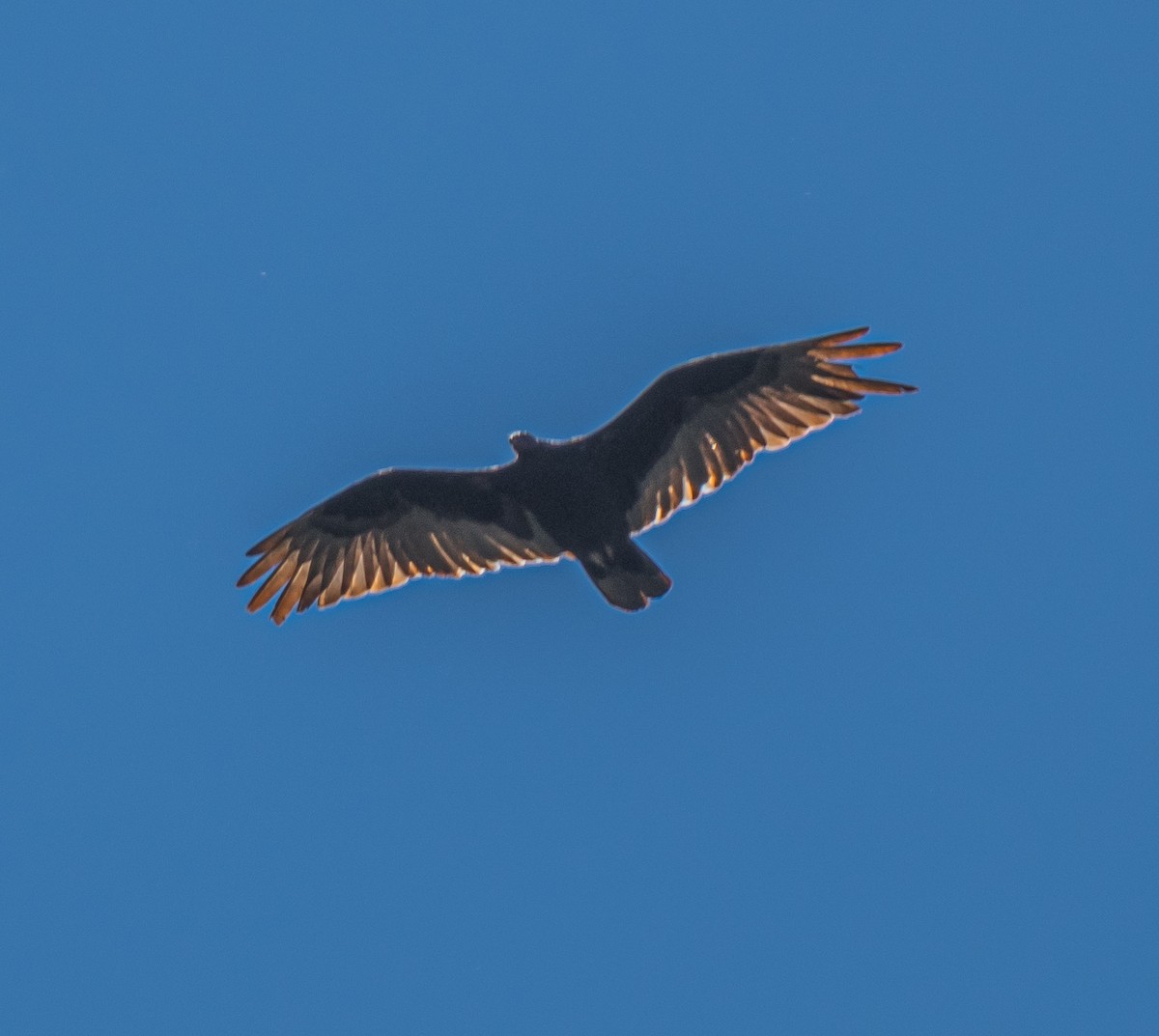 Turkey Vulture - ML659484486