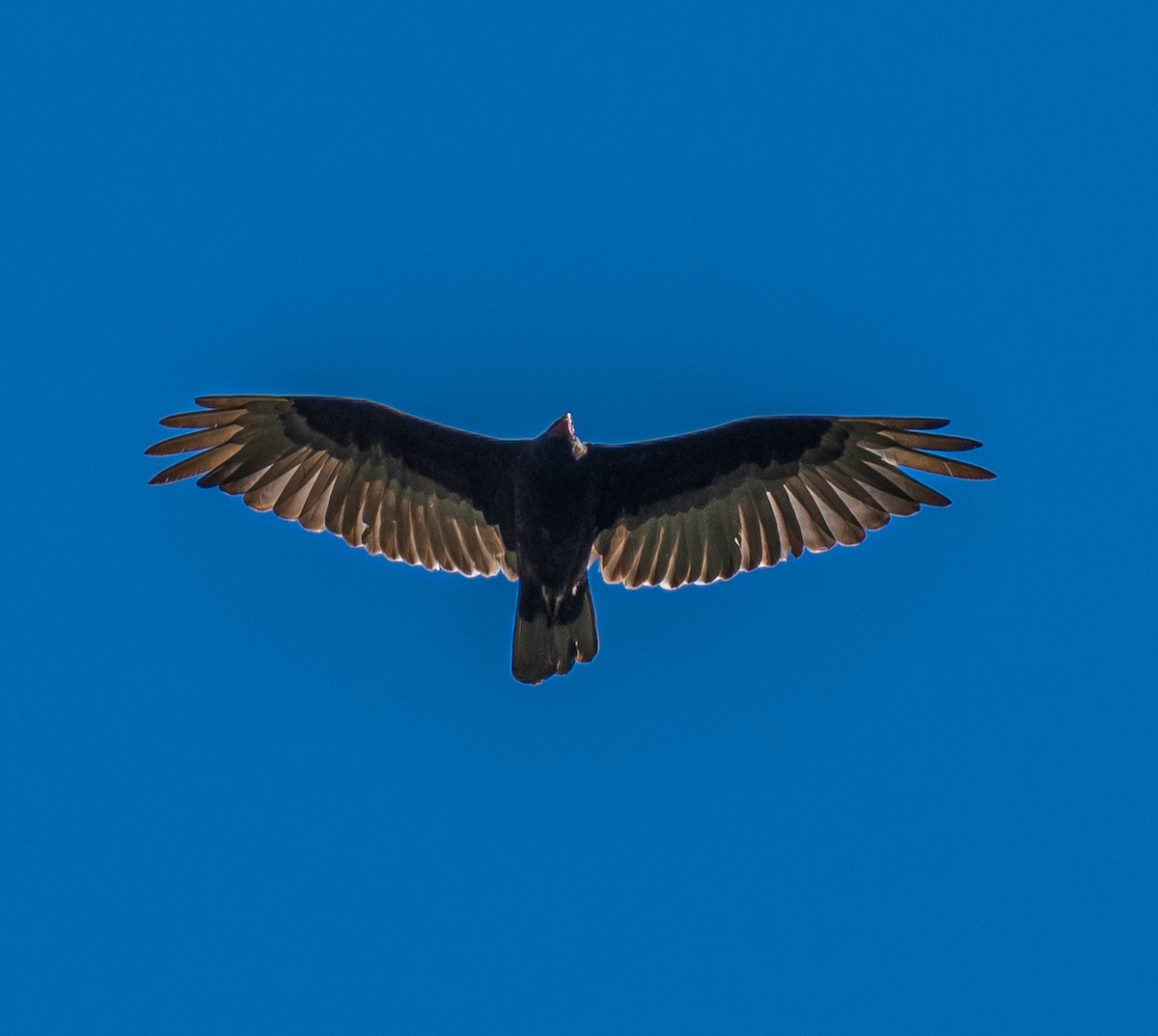 Turkey Vulture - ML659484487