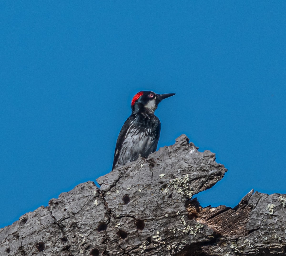 Acorn Woodpecker - ML659484497