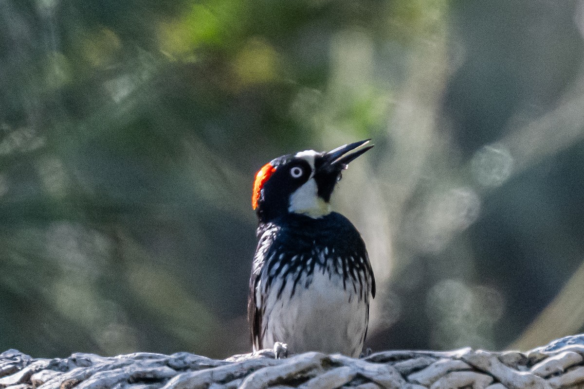 Acorn Woodpecker - ML659484498