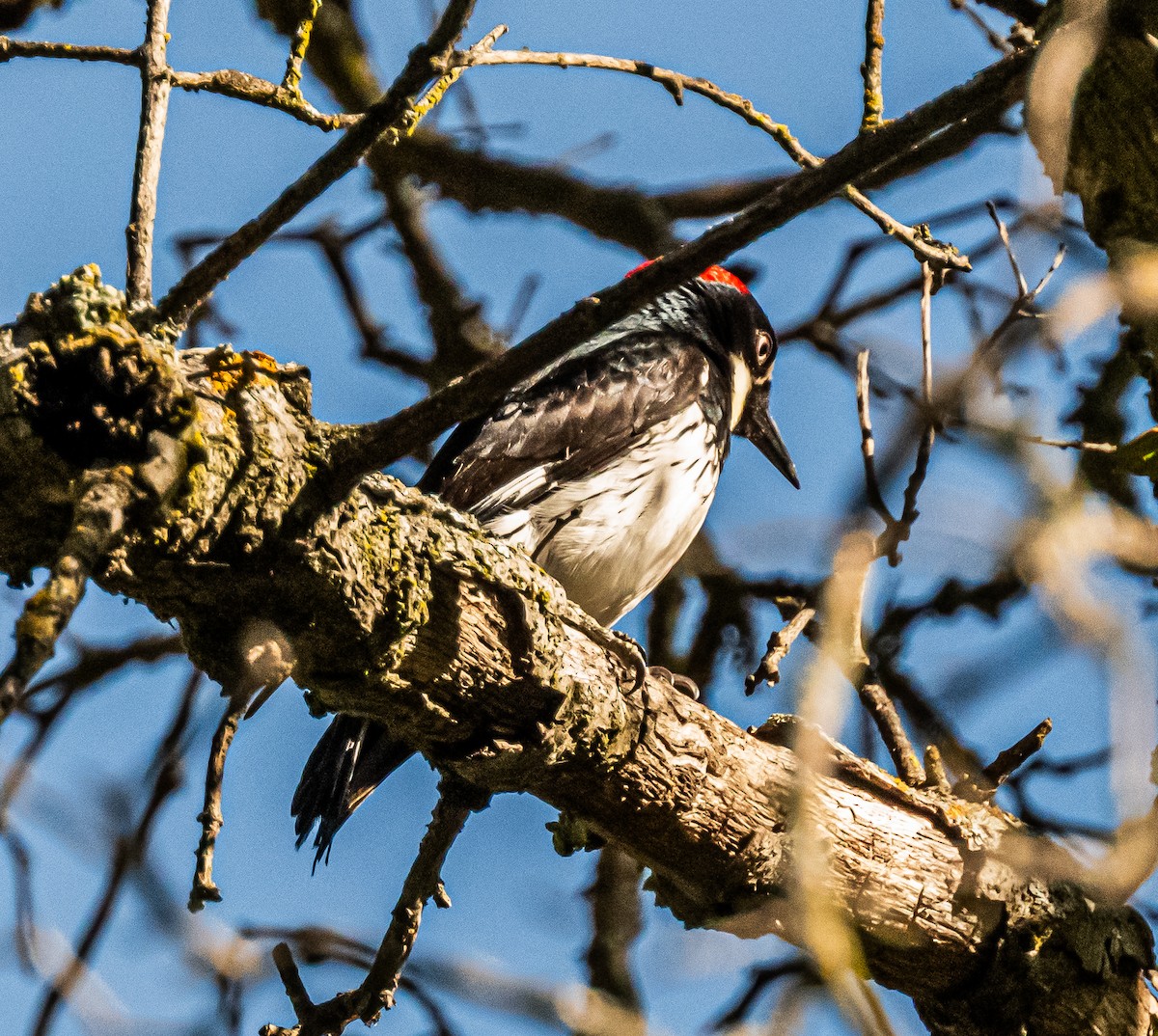 Acorn Woodpecker - ML659484499