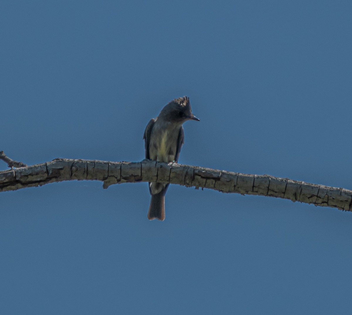 Western Flycatcher - ML659484504