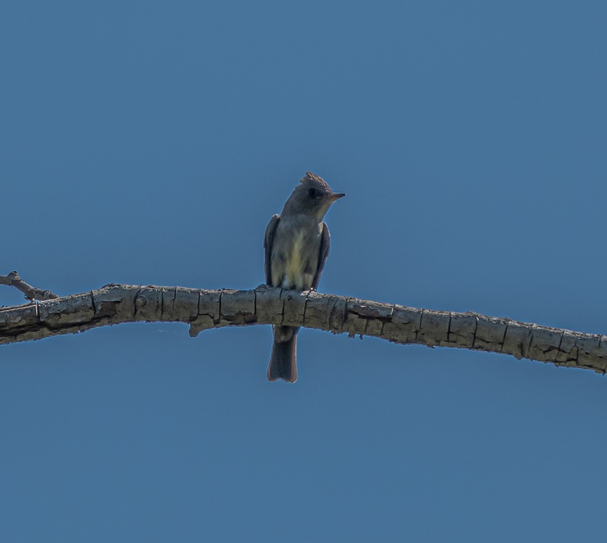 Western Flycatcher - ML659484505