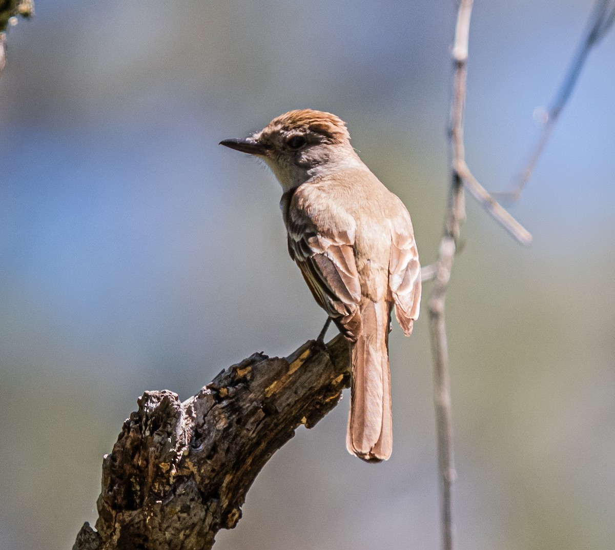 Ash-throated Flycatcher - ML659484519