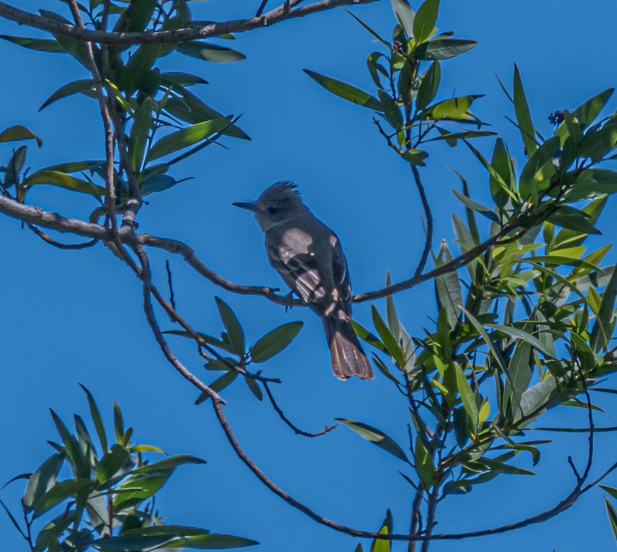 Ash-throated Flycatcher - ML659484520