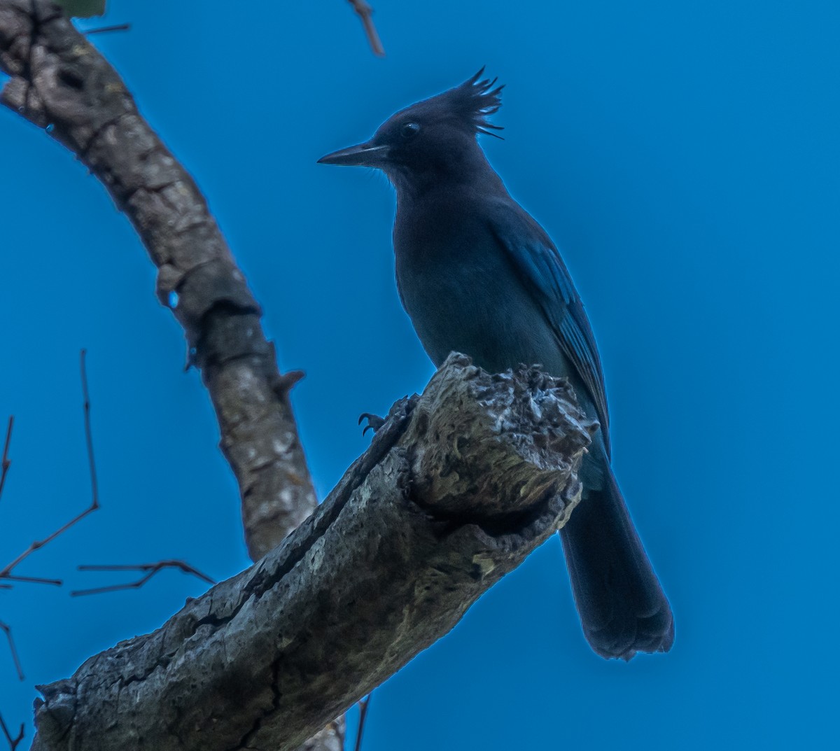 Steller's Jay - ML659484524