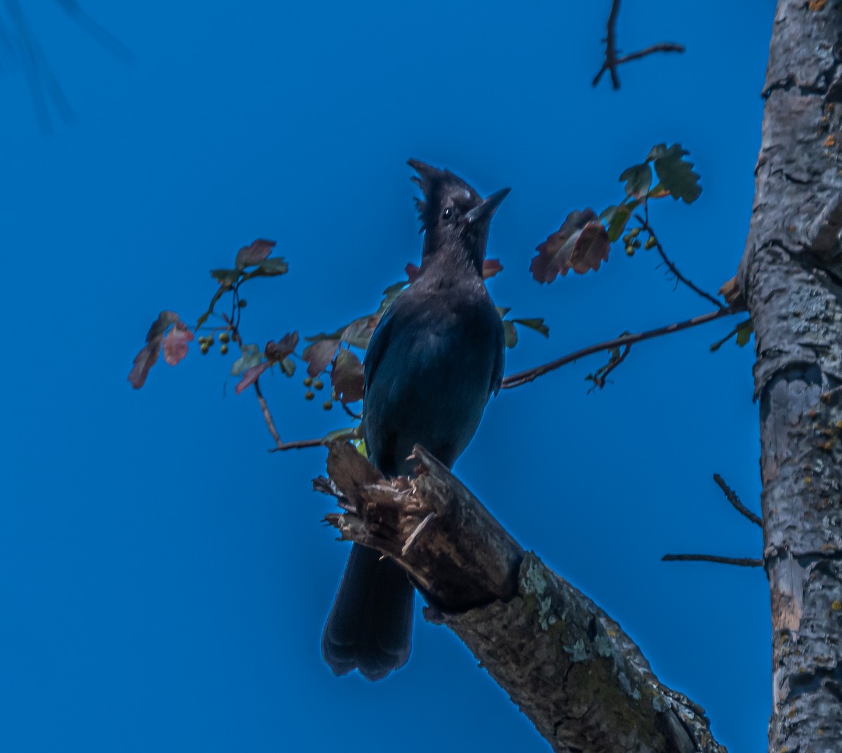Steller's Jay - ML659484525
