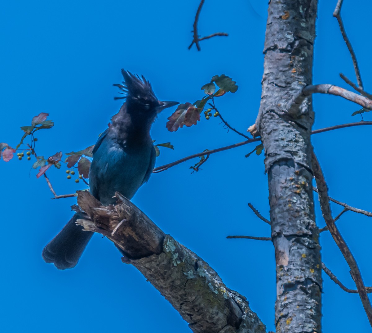 Steller's Jay - ML659484526
