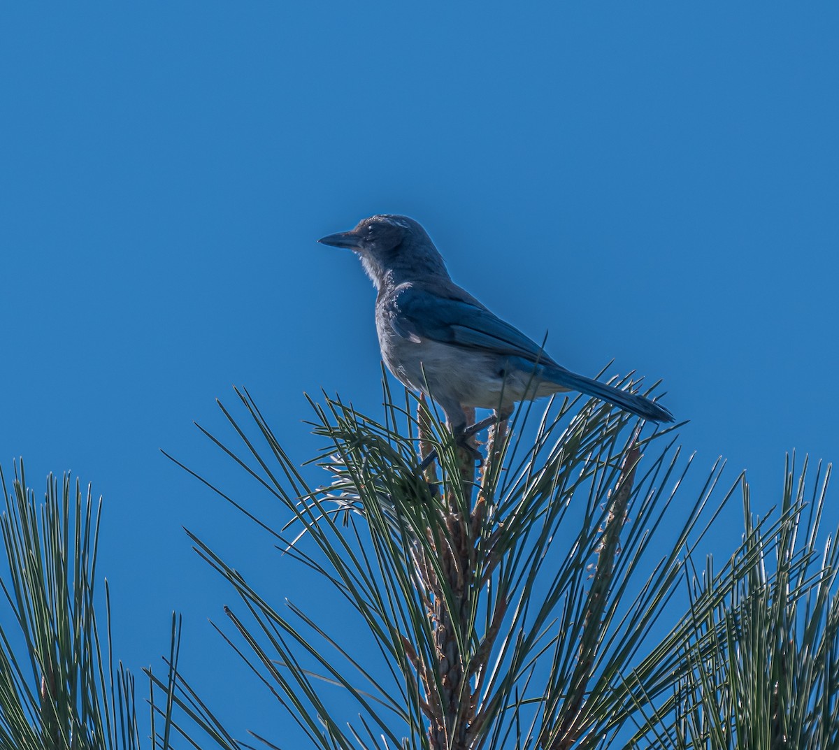 California Scrub-Jay - ML659484530