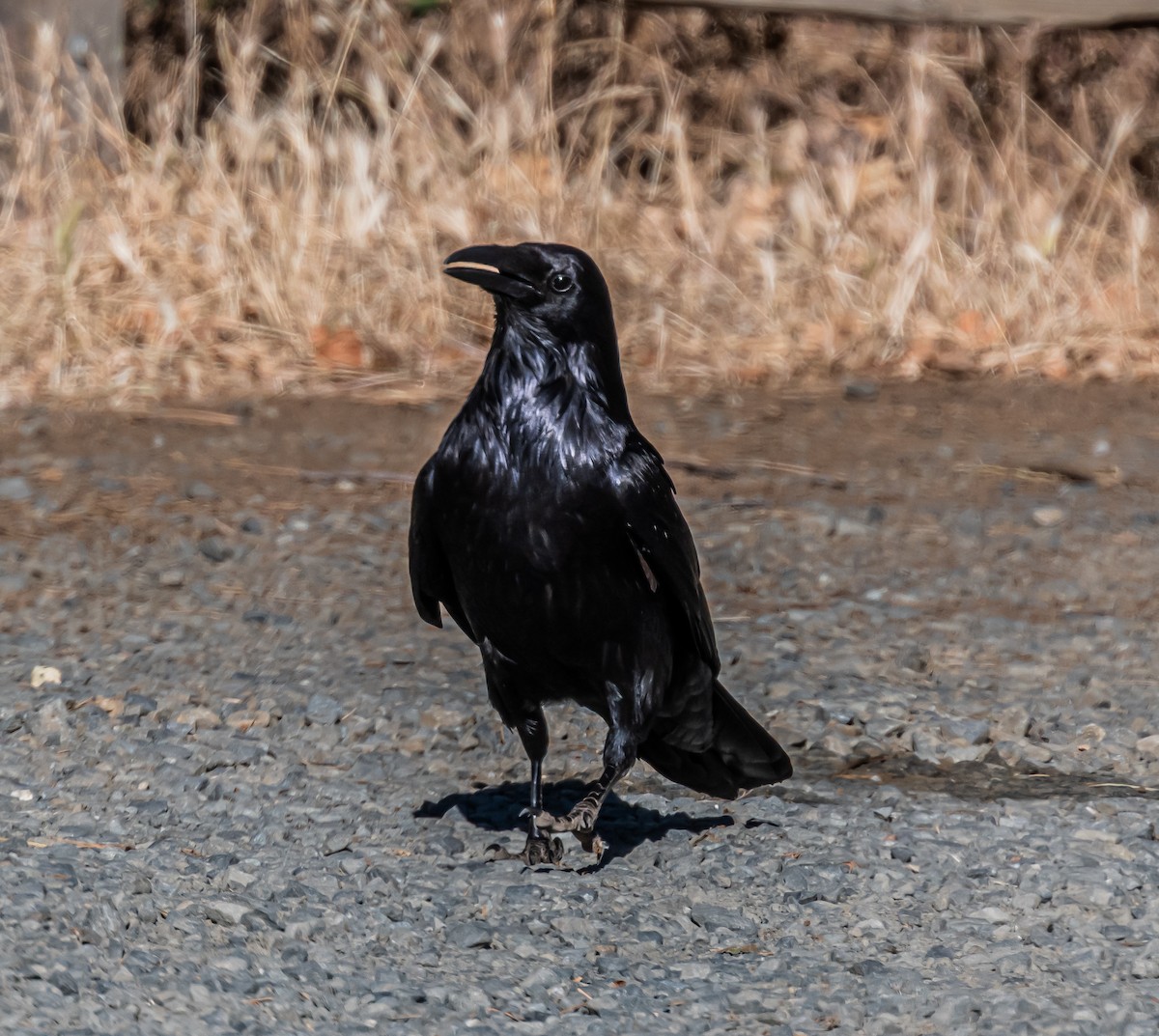 Common Raven - ML659484538
