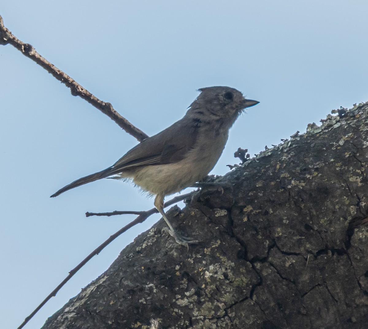 Oak Titmouse - ML659484542