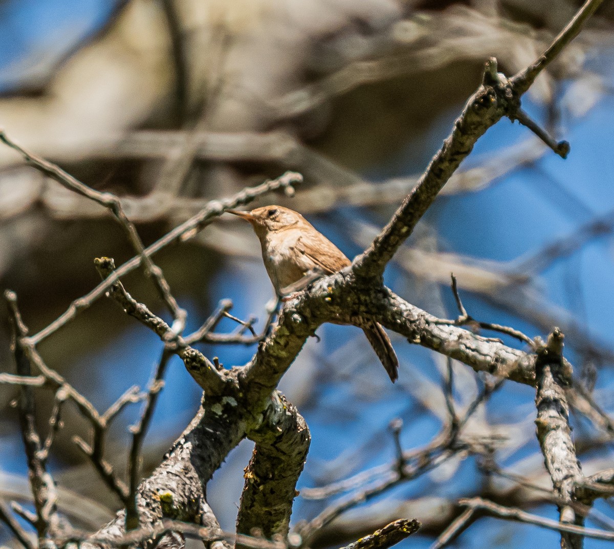 Northern House Wren - ML659484549