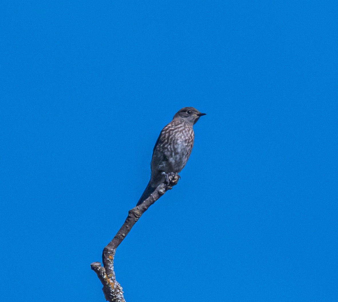 Western Bluebird - ML659484550