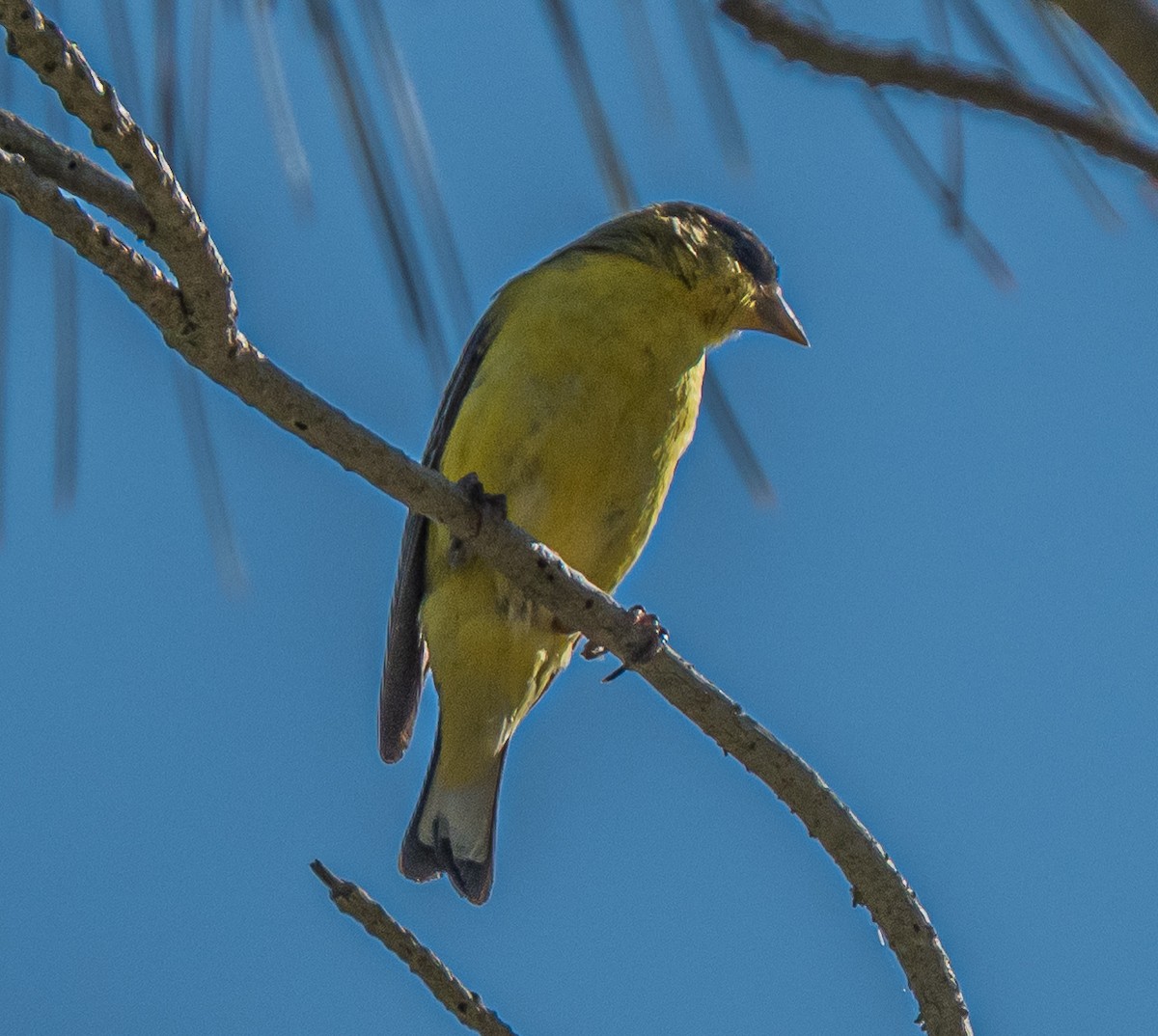 Lesser Goldfinch - ML659484558