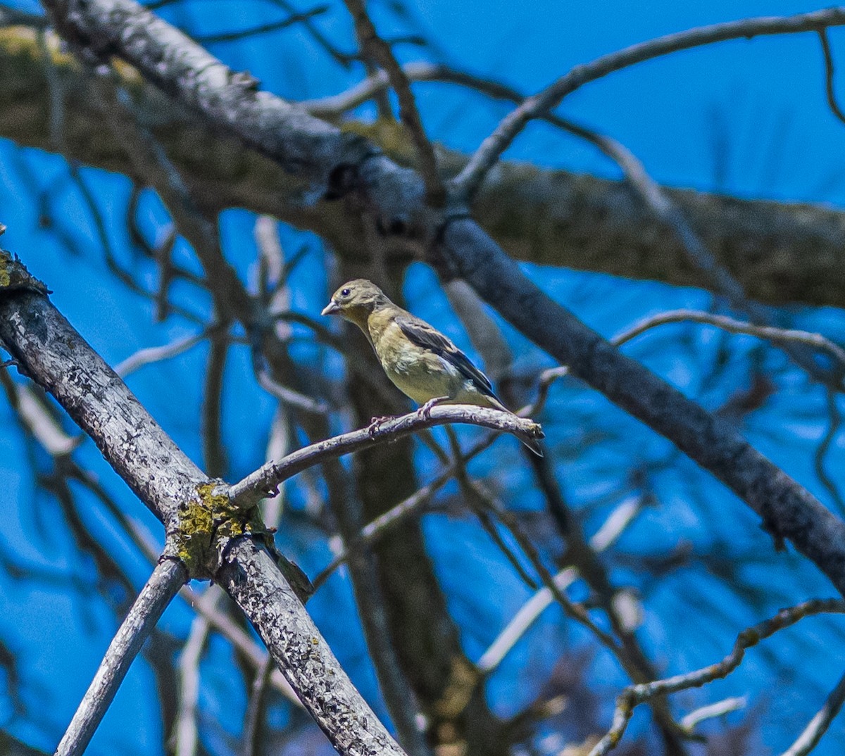 Lesser Goldfinch - ML659484559