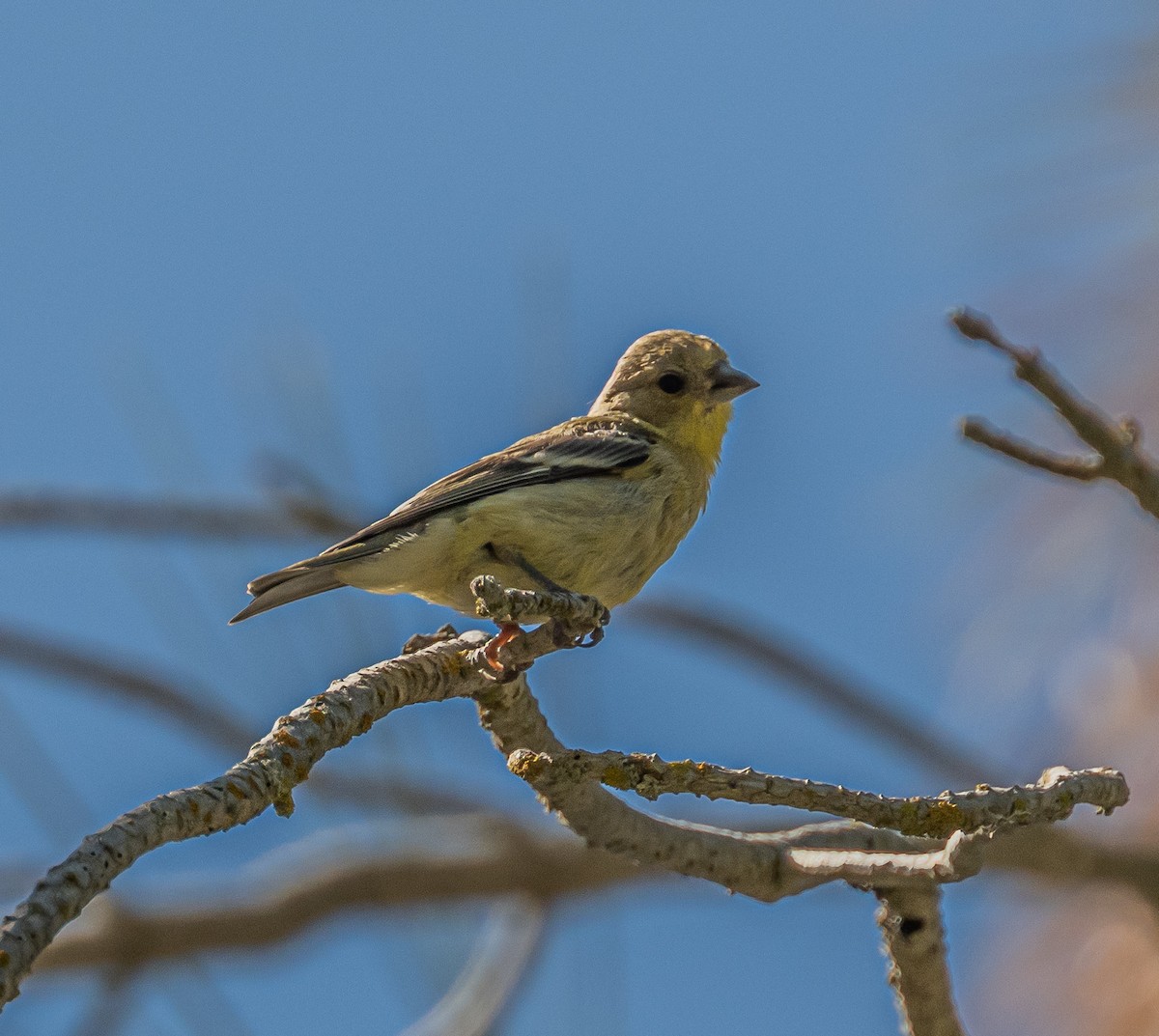 Lesser Goldfinch - ML659484560