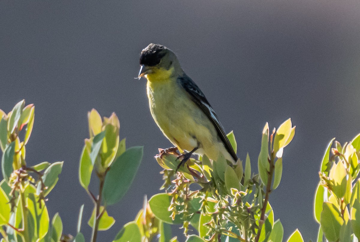 Lesser Goldfinch - ML659484561