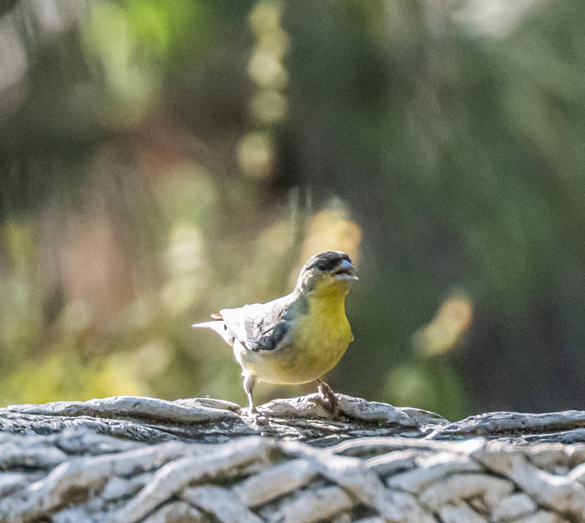 Lesser Goldfinch - ML659484562