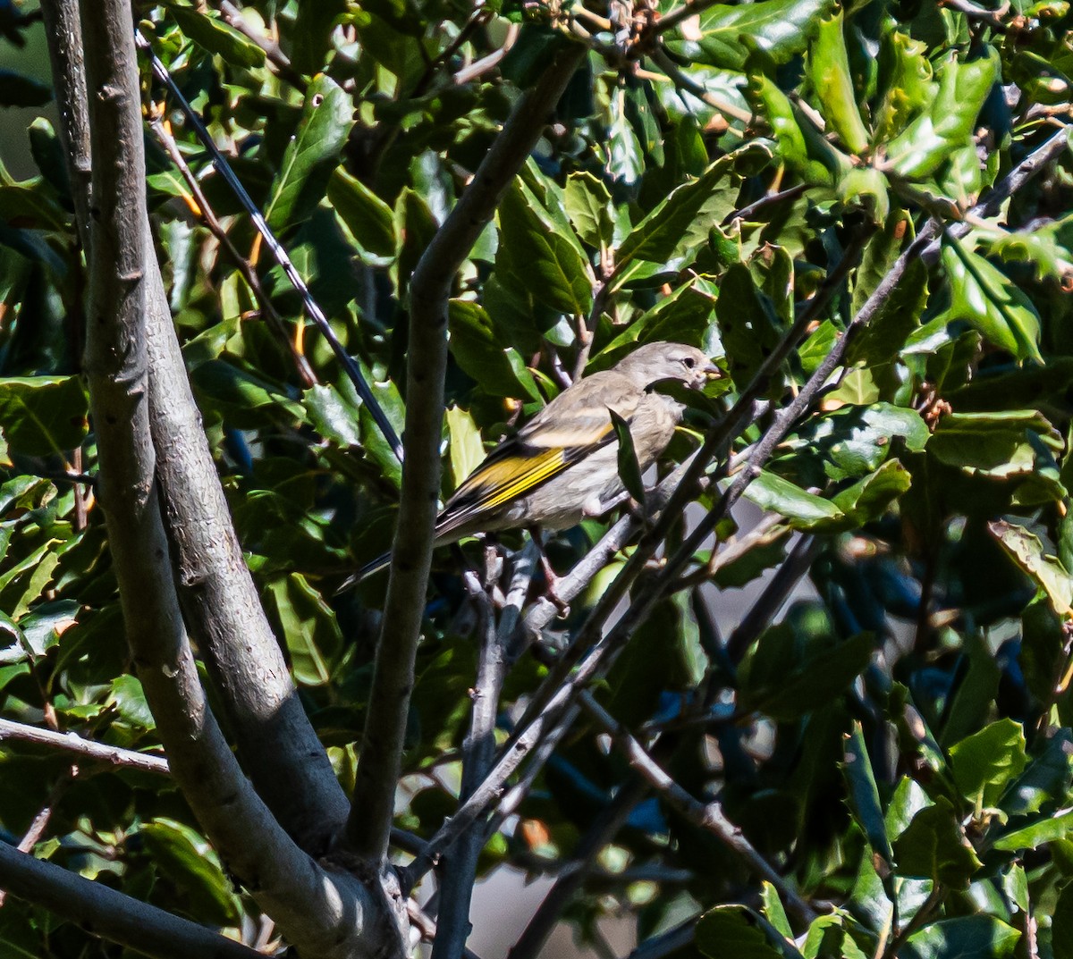 Lawrence's Goldfinch - ML659484571
