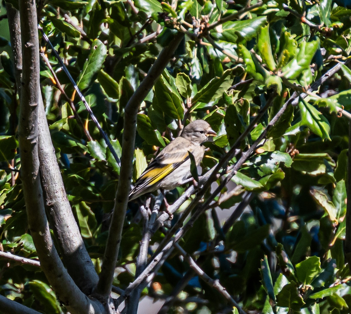 Lawrence's Goldfinch - ML659484572