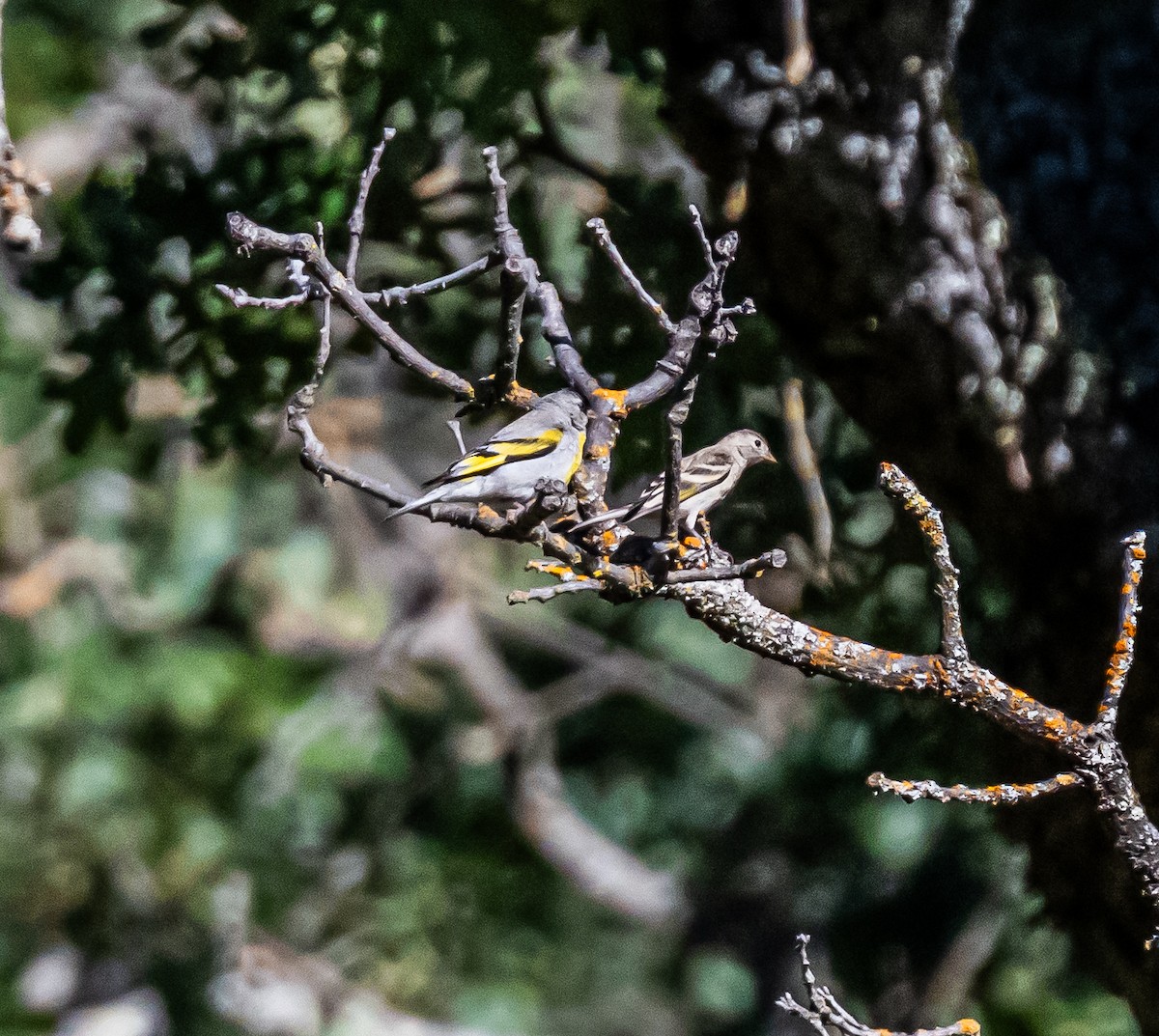 Lawrence's Goldfinch - ML659484573