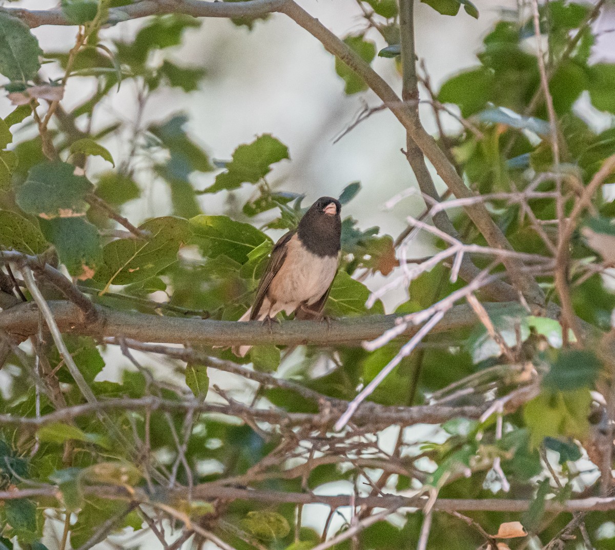 Dark-eyed Junco - ML659484576
