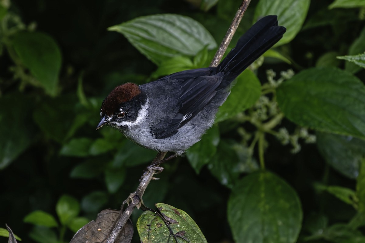 Northern Slaty Brushfinch - ML659484588