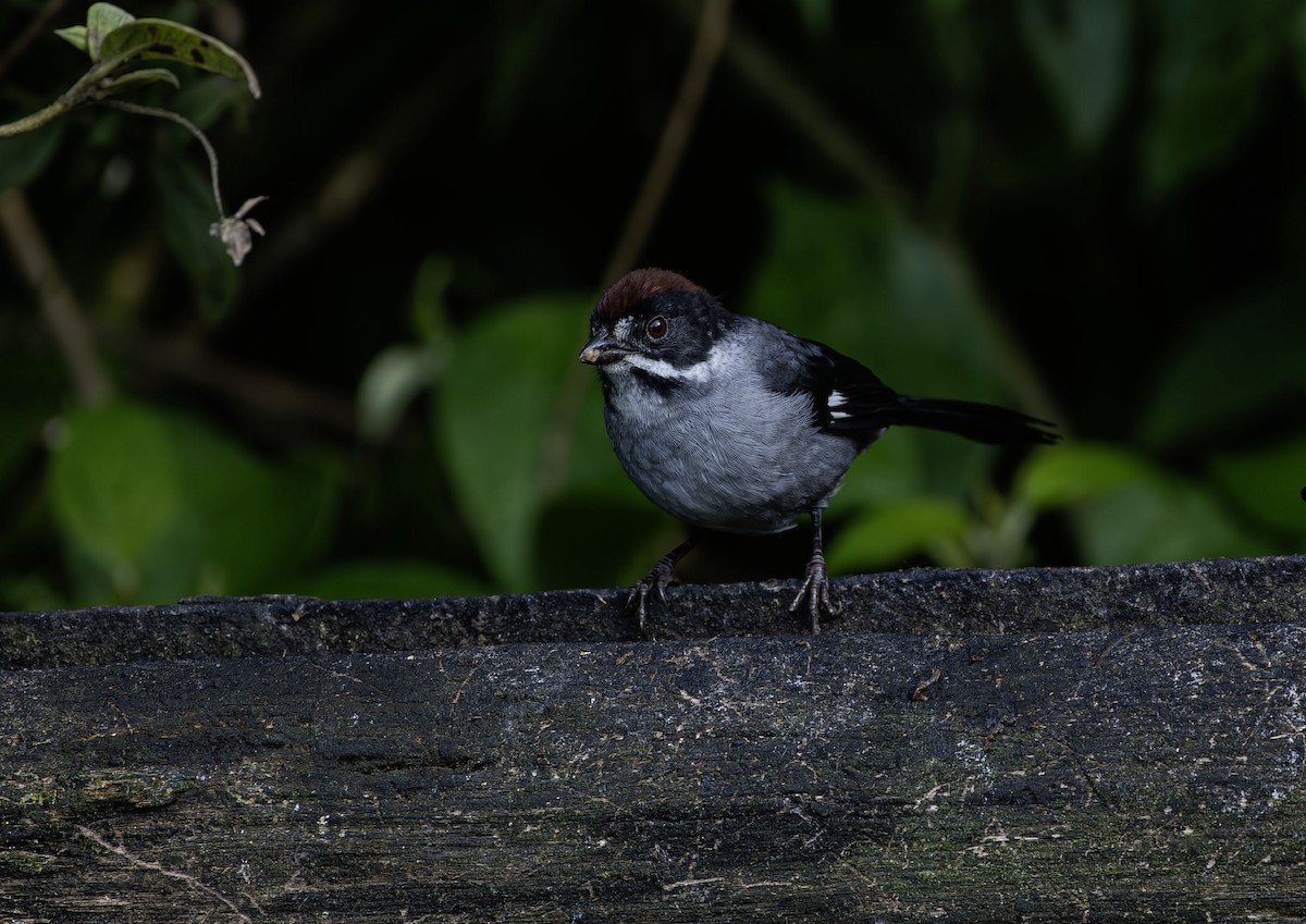 Northern Slaty Brushfinch - ML659484589
