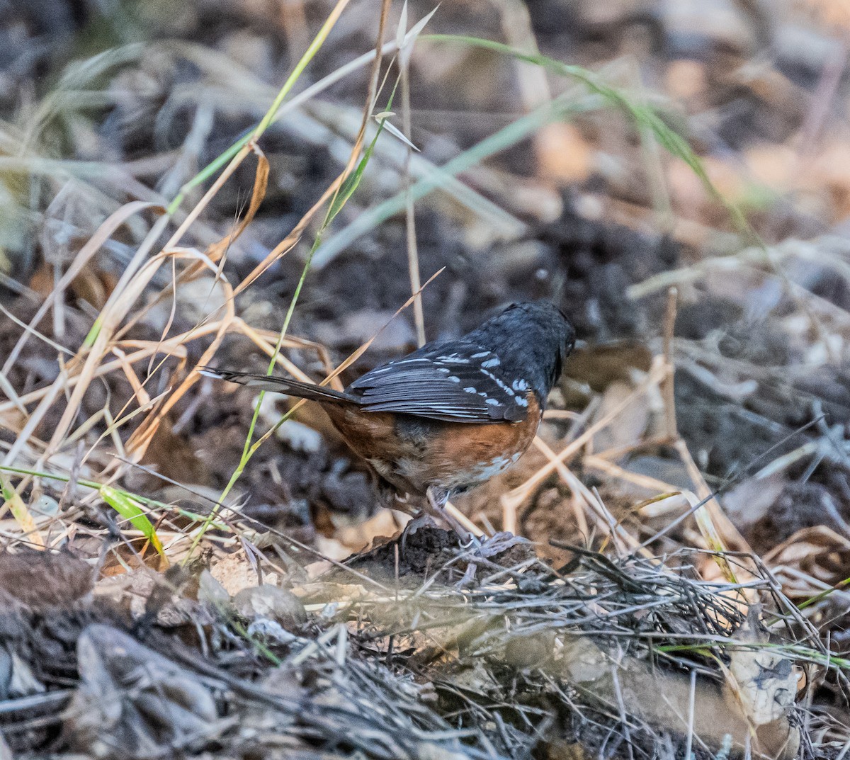 Spotted Towhee - ML659484608