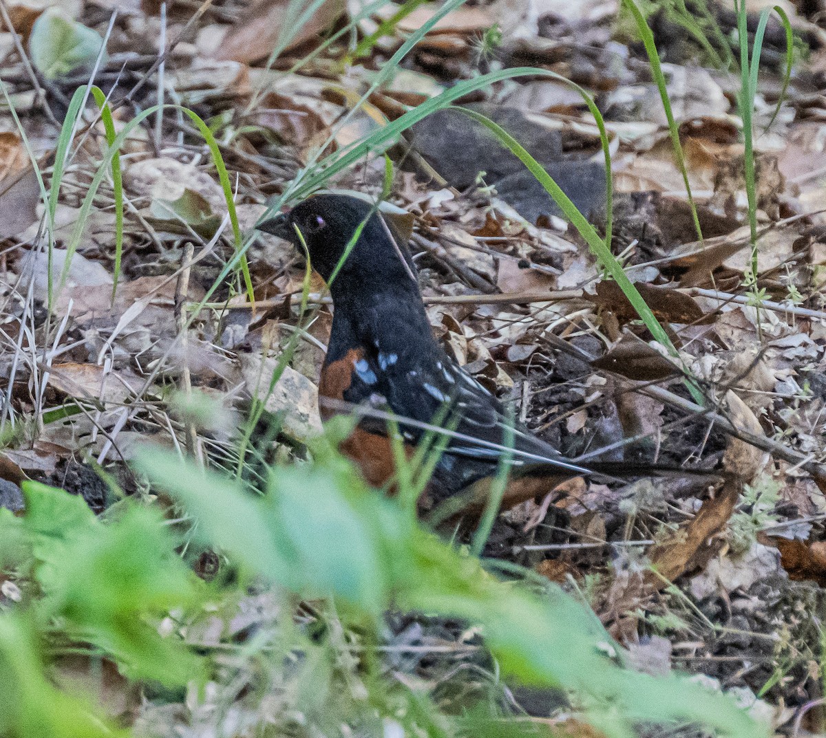 Spotted Towhee - ML659484610