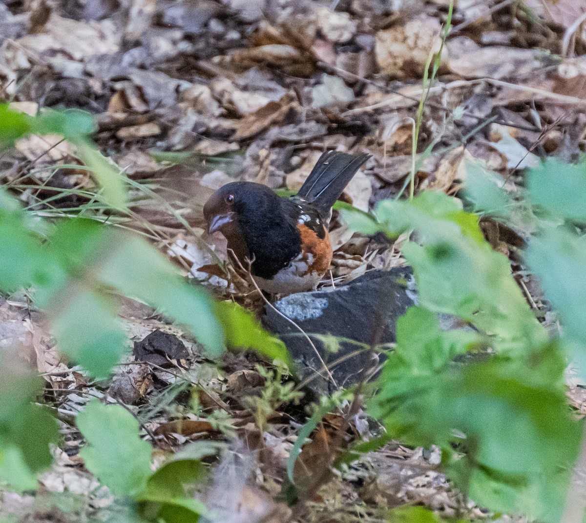 Spotted Towhee - ML659484611