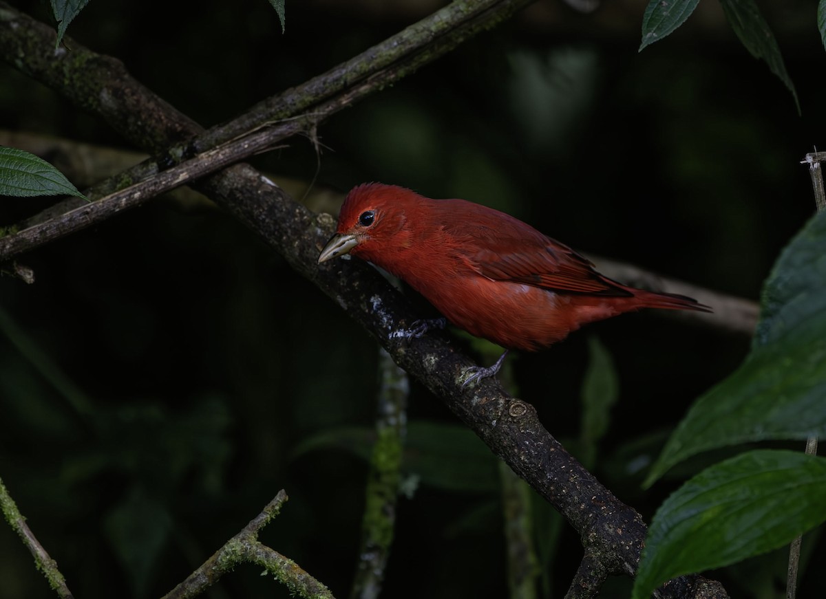Summer Tanager - ML659484612