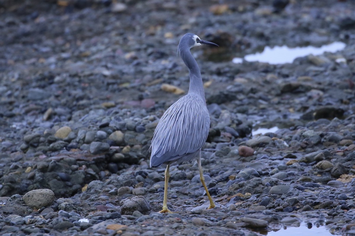White-faced Heron - ML659484658