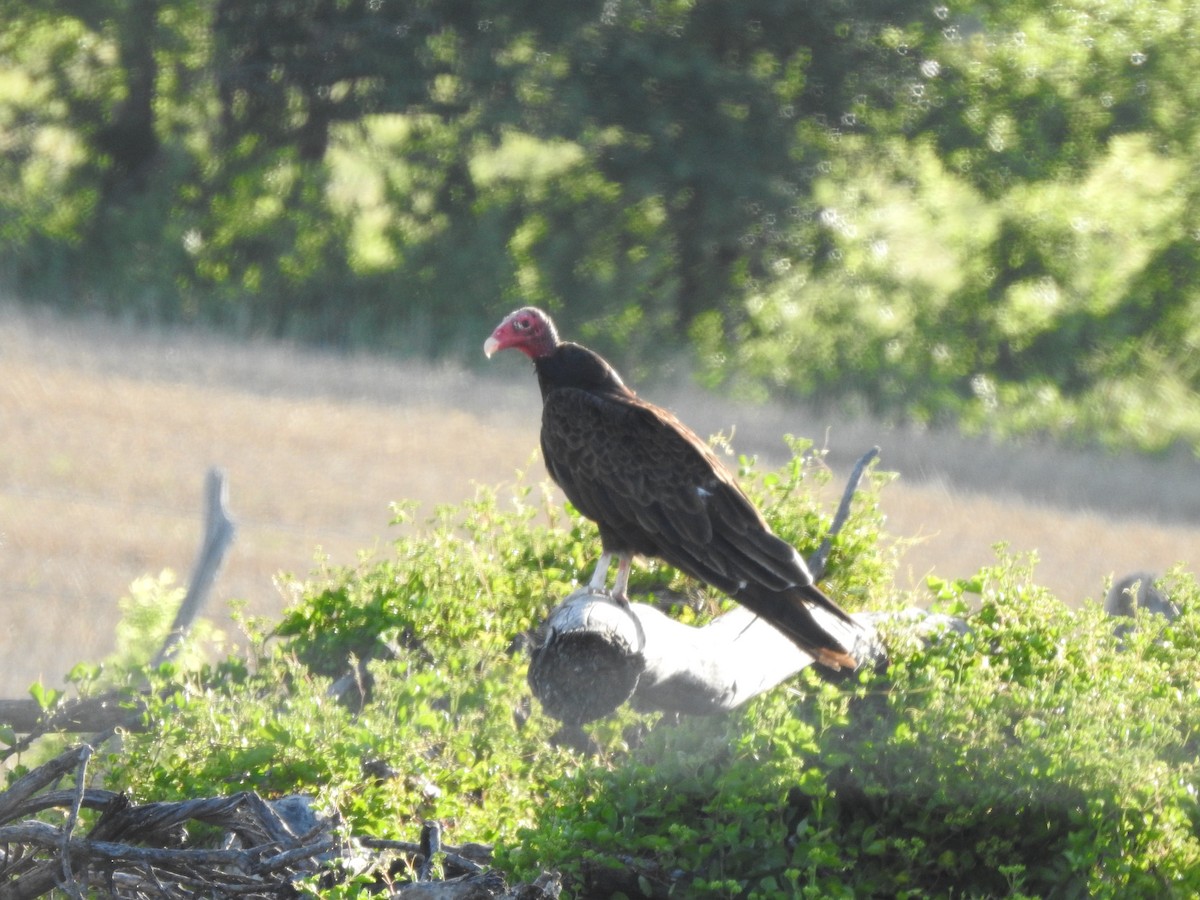 Turkey Vulture - ML659484662