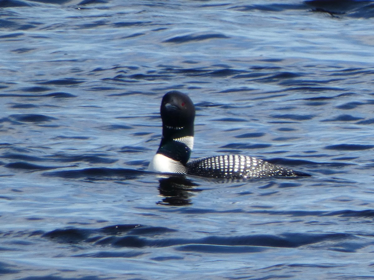 Common Loon - ML659484664