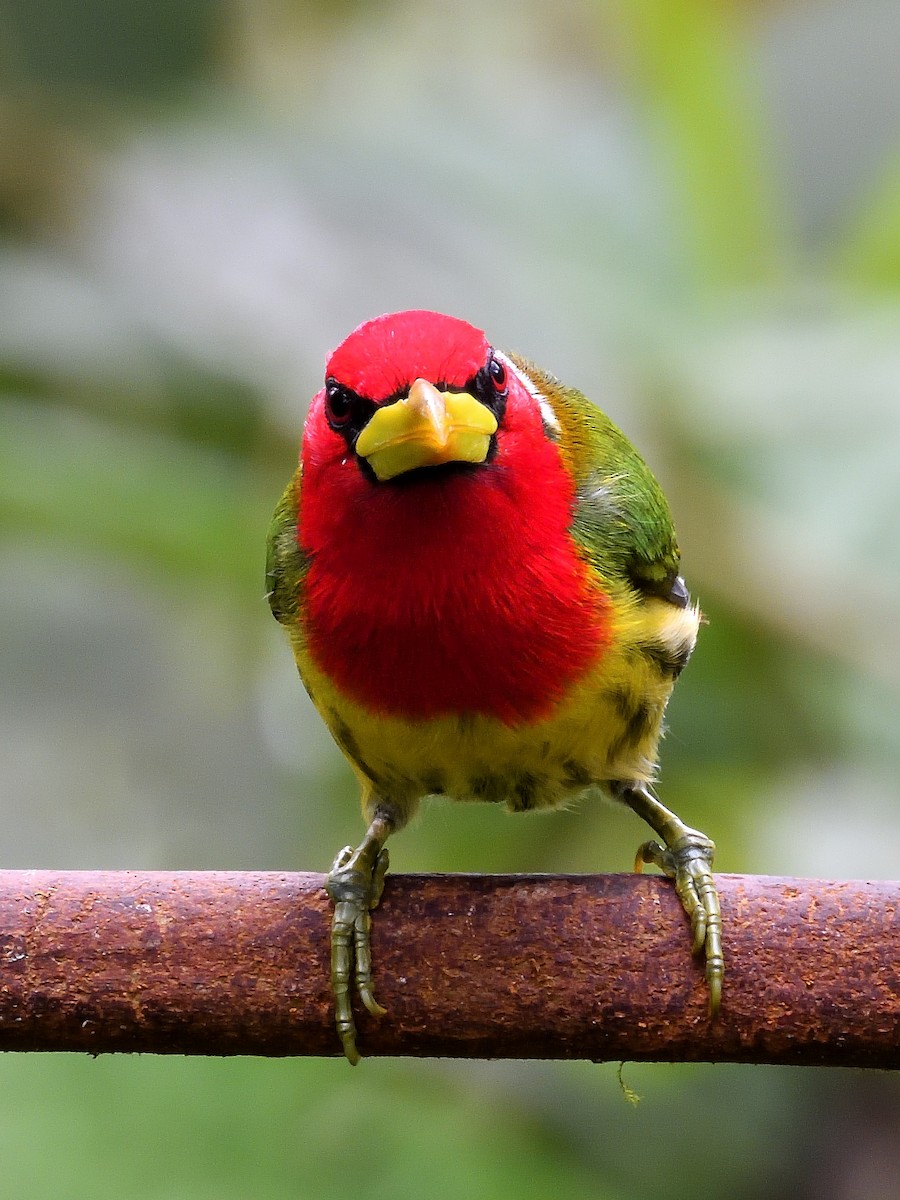 Red-headed Barbet - ML659484665