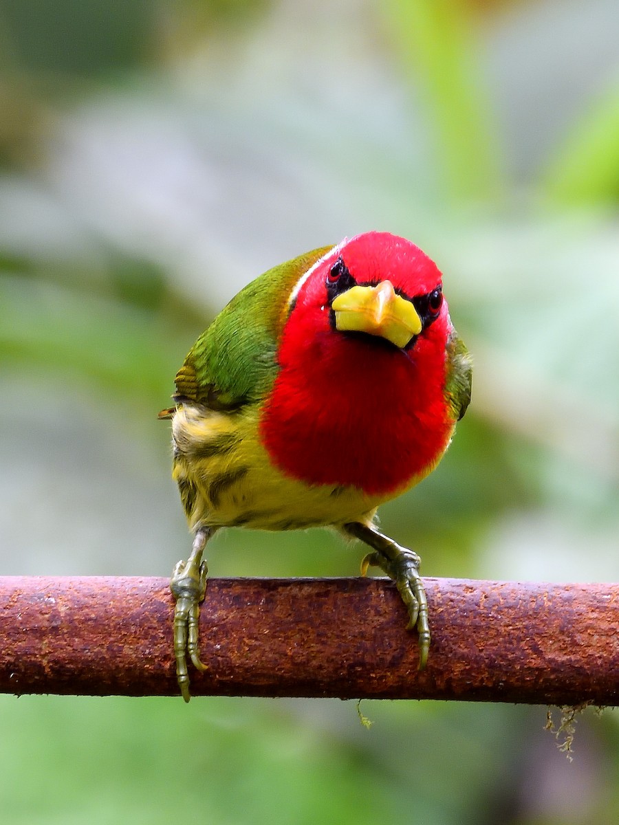 Red-headed Barbet - ML659484666