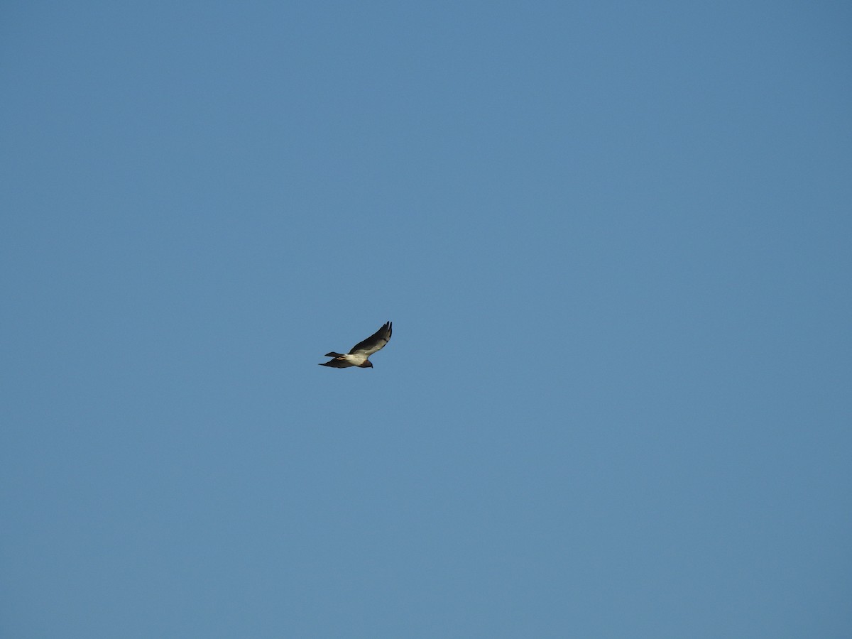 Swainson's Hawk - ML659484675
