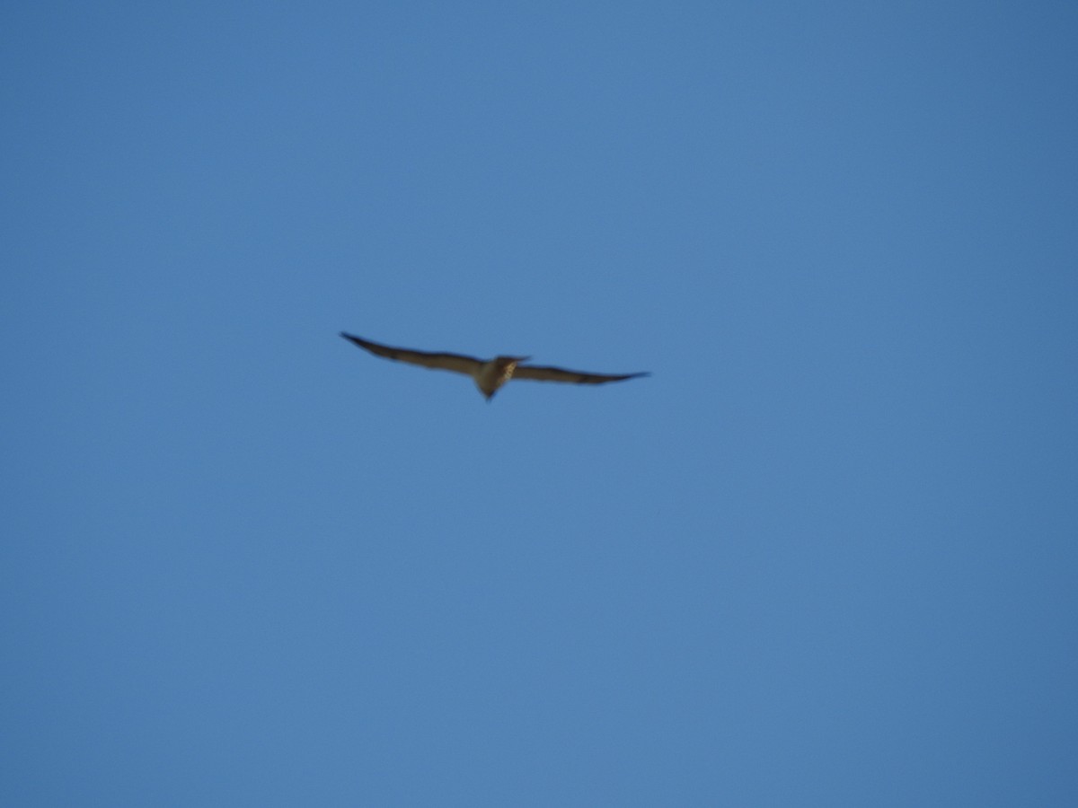 Swainson's Hawk - ML659484676