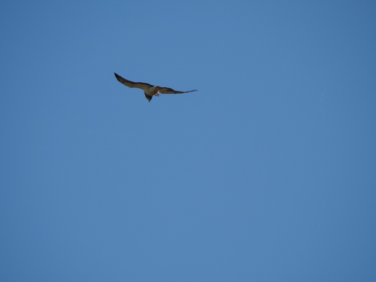 Swainson's Hawk - ML659484677