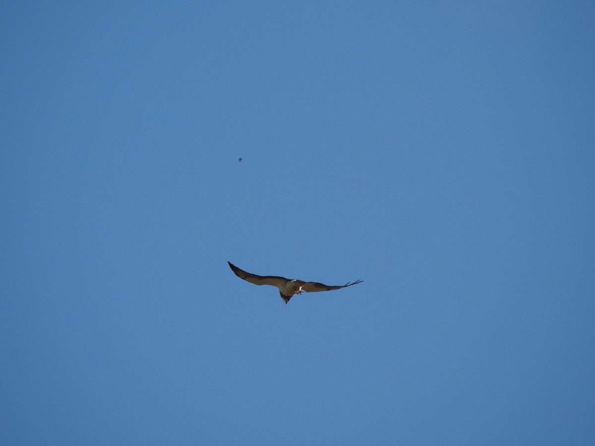 Swainson's Hawk - ML659484678
