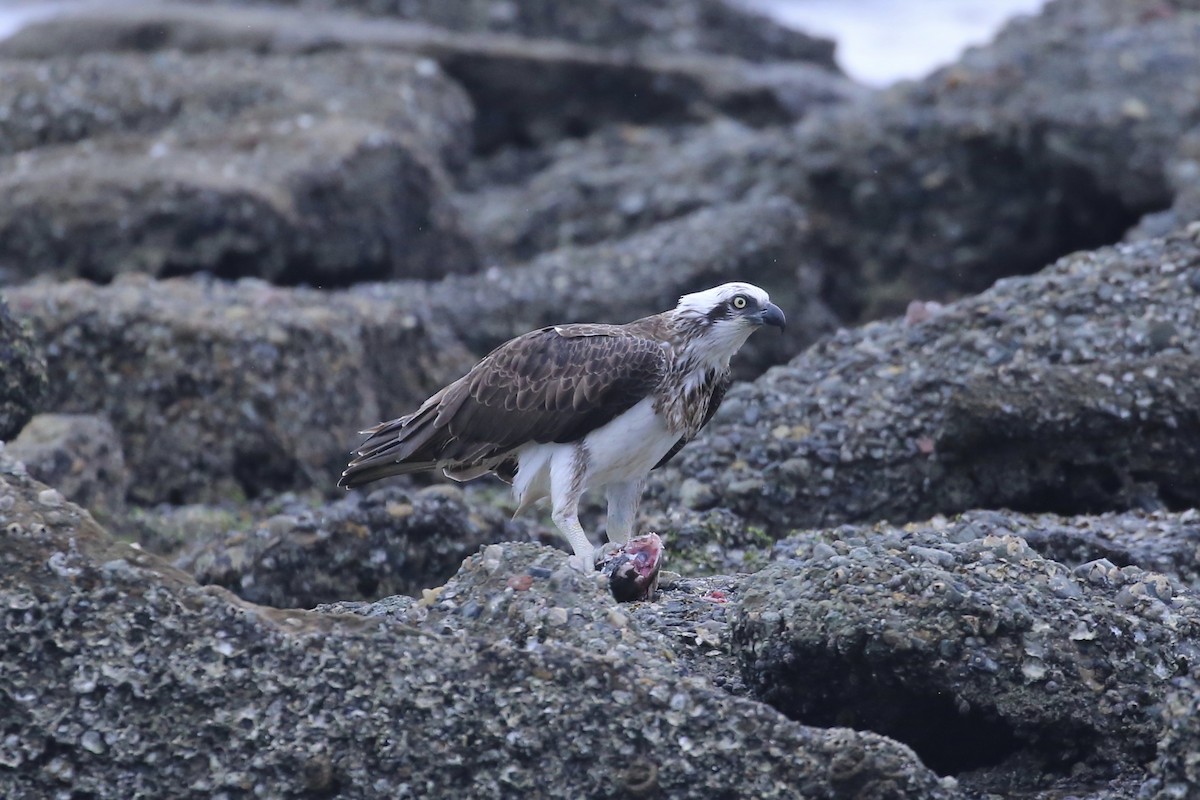 Osprey (Australasian) - ML659484679