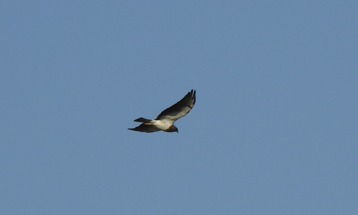 Swainson's Hawk - ML659484681