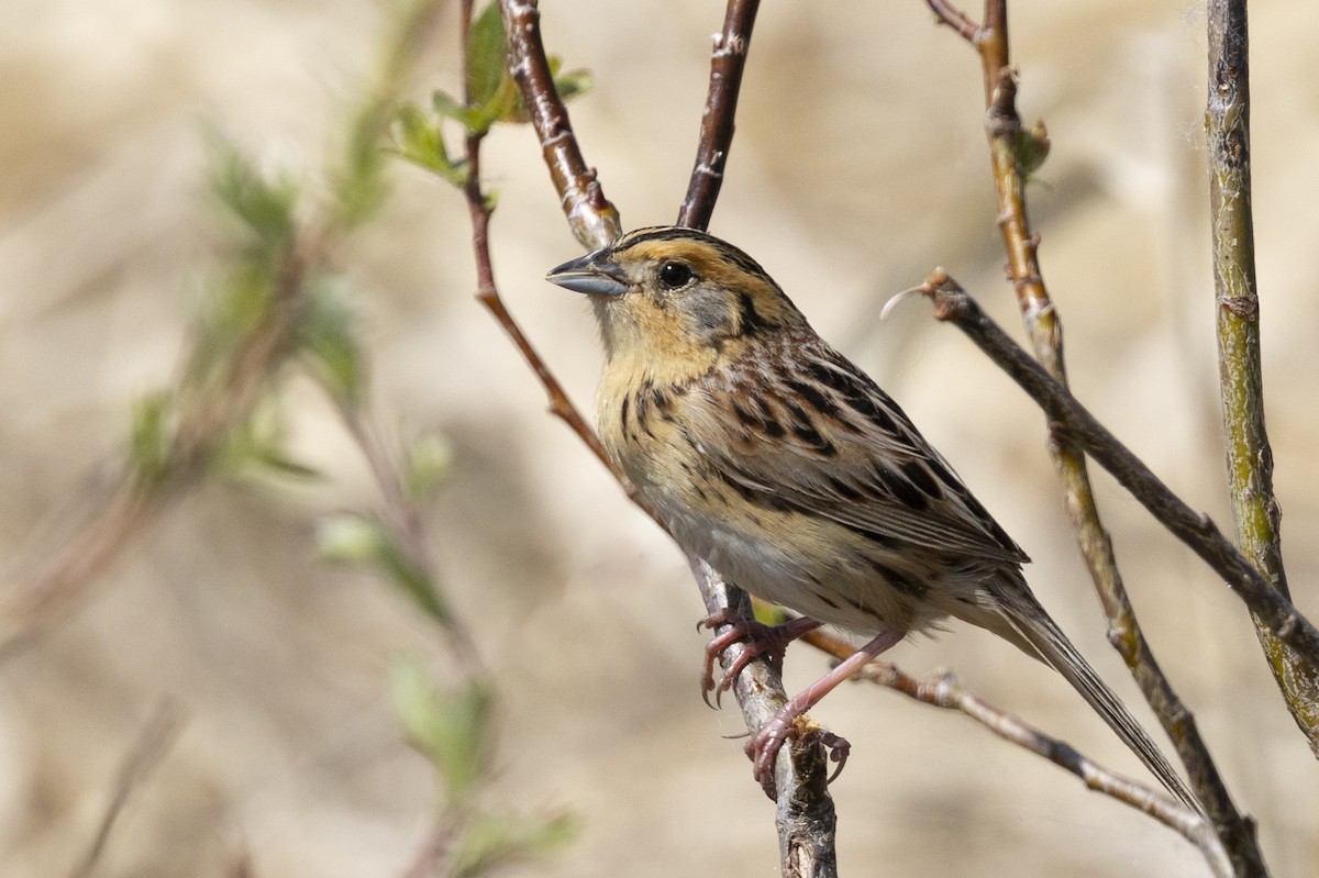 LeConte's Sparrow - ML659484682