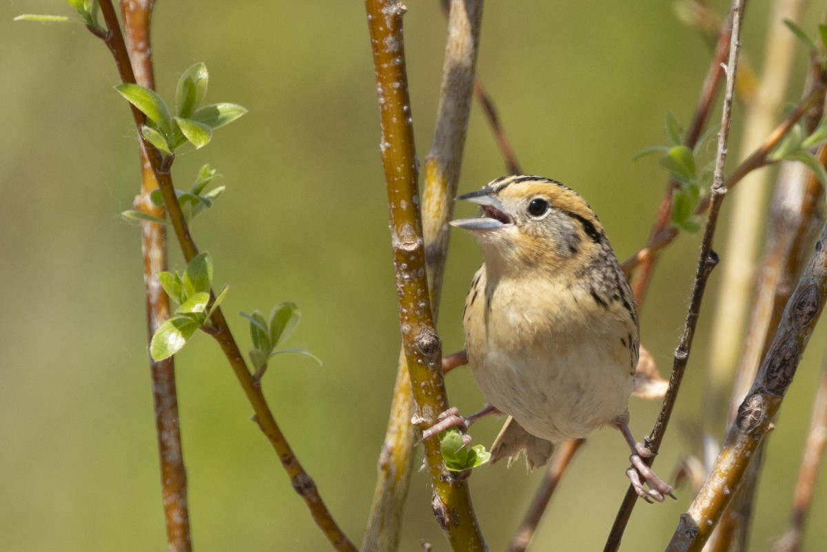 LeConte's Sparrow - ML659484683